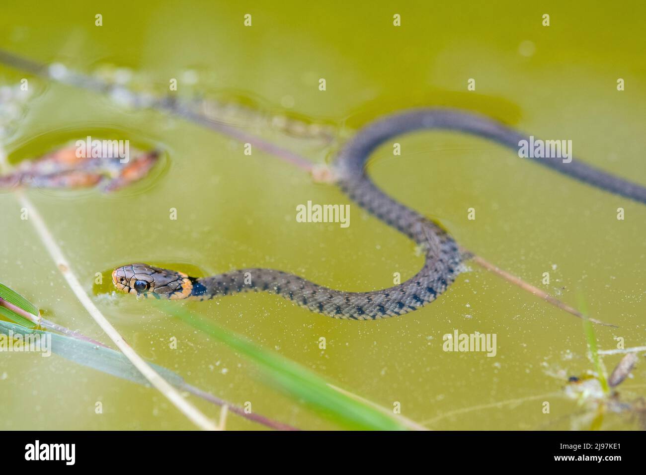 Barred Grass Snake (Natrix helvetica helvetica), young. Stock Photo