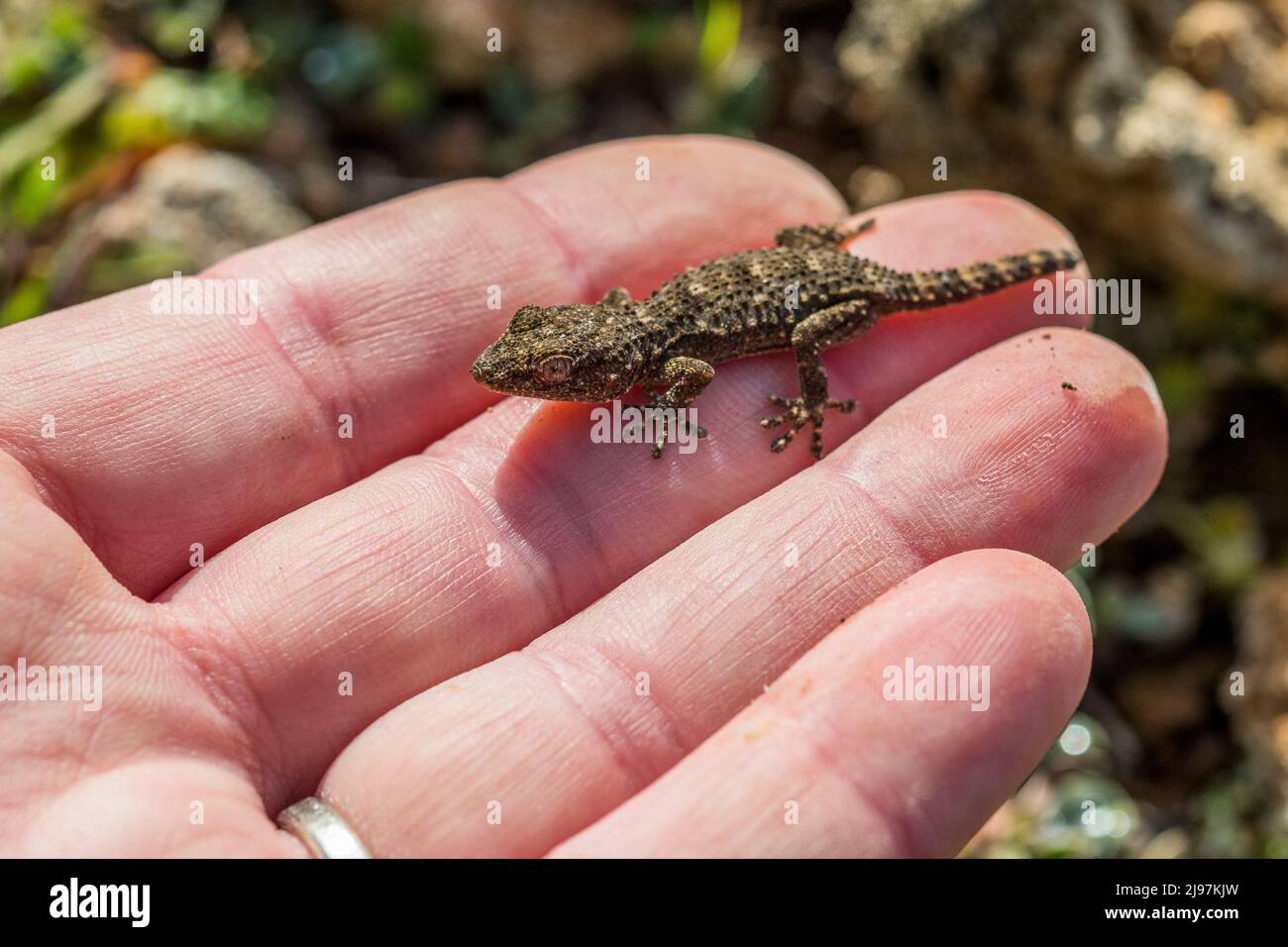 Tarentola mauritanica, known as the common wall gecko, is a species of