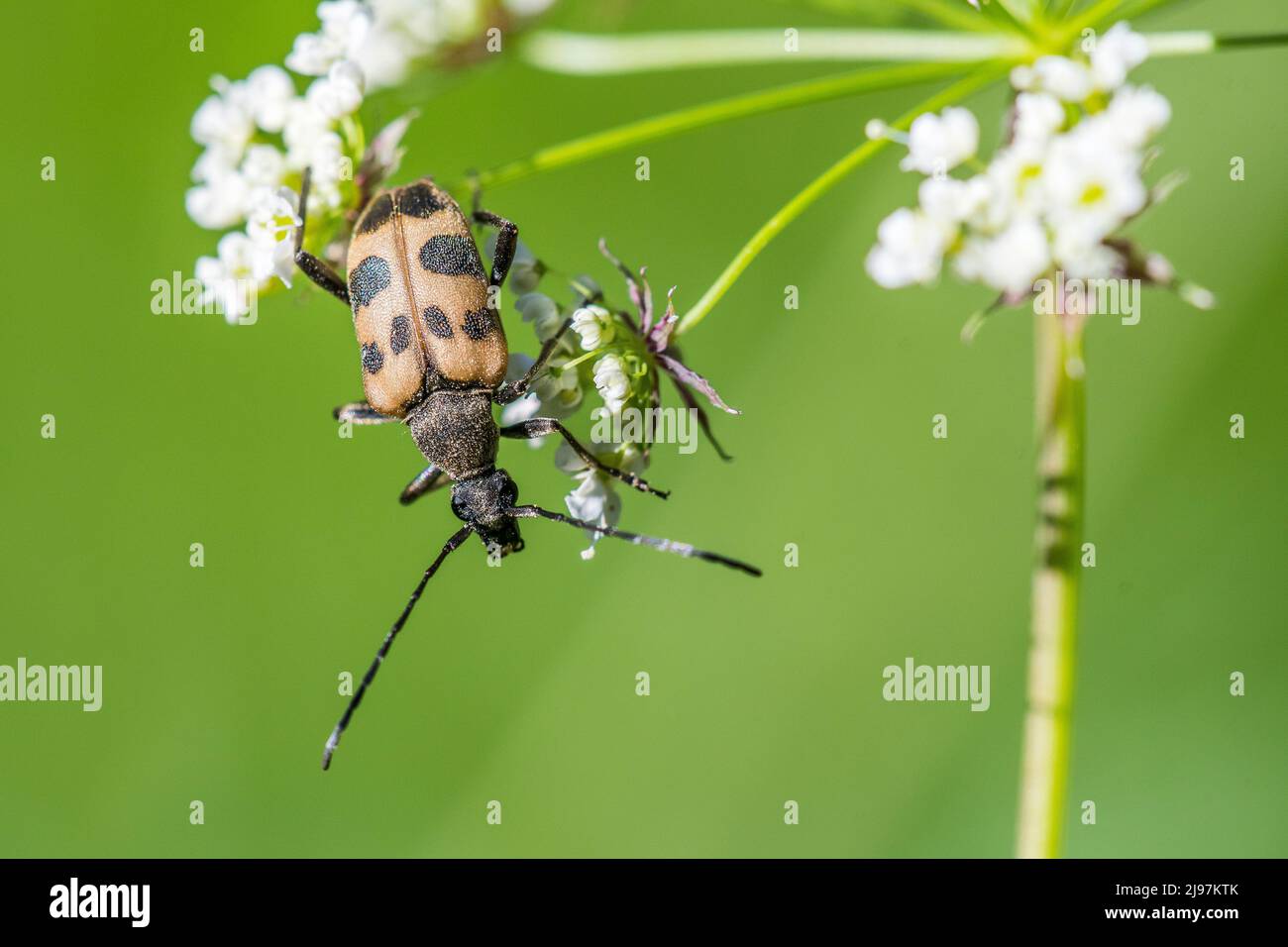 Pachytodes cerambyciformis is a species of beetle belonging to the family Cerambycidae, subfamily Lepturinae (flower longhorns). Stock Photo