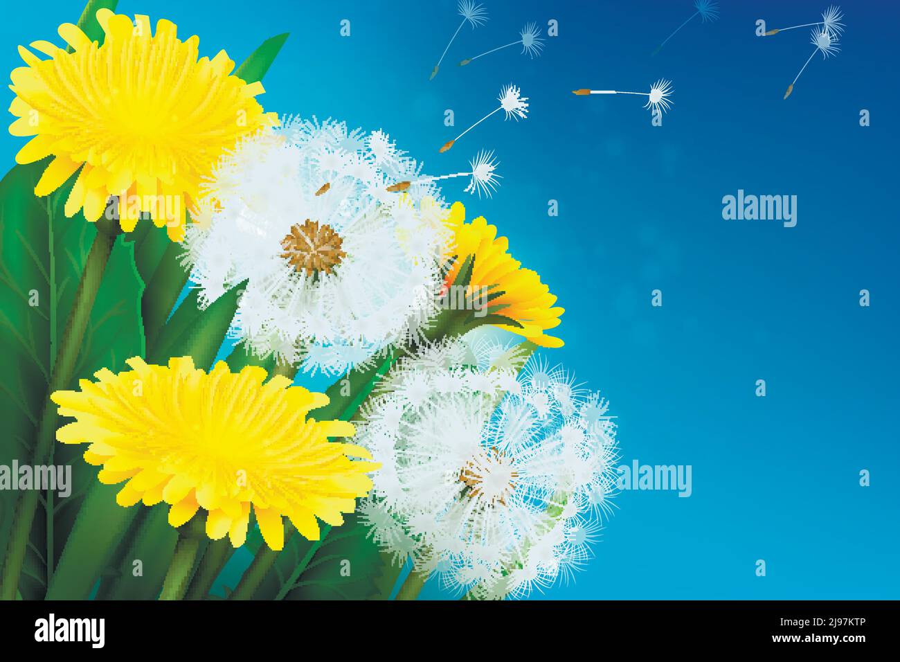 Realistic blooming dandelion and its flying seeds on blue background vector illustration Stock Vector