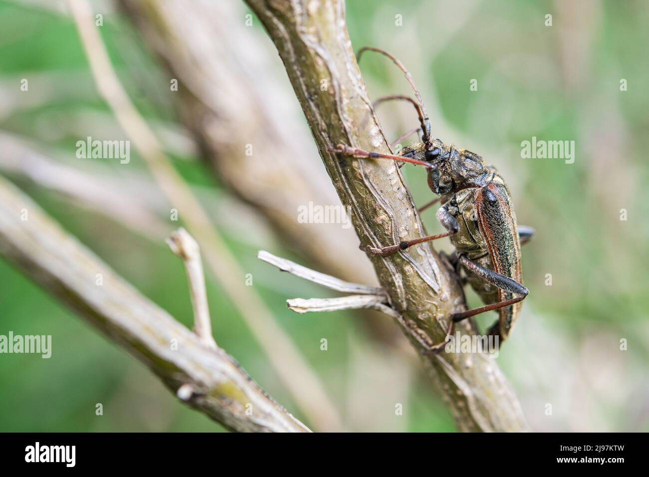 Oxymirus cursor is the species of the Lepturinae subfamily in long-horned beetle family. Stock Photo