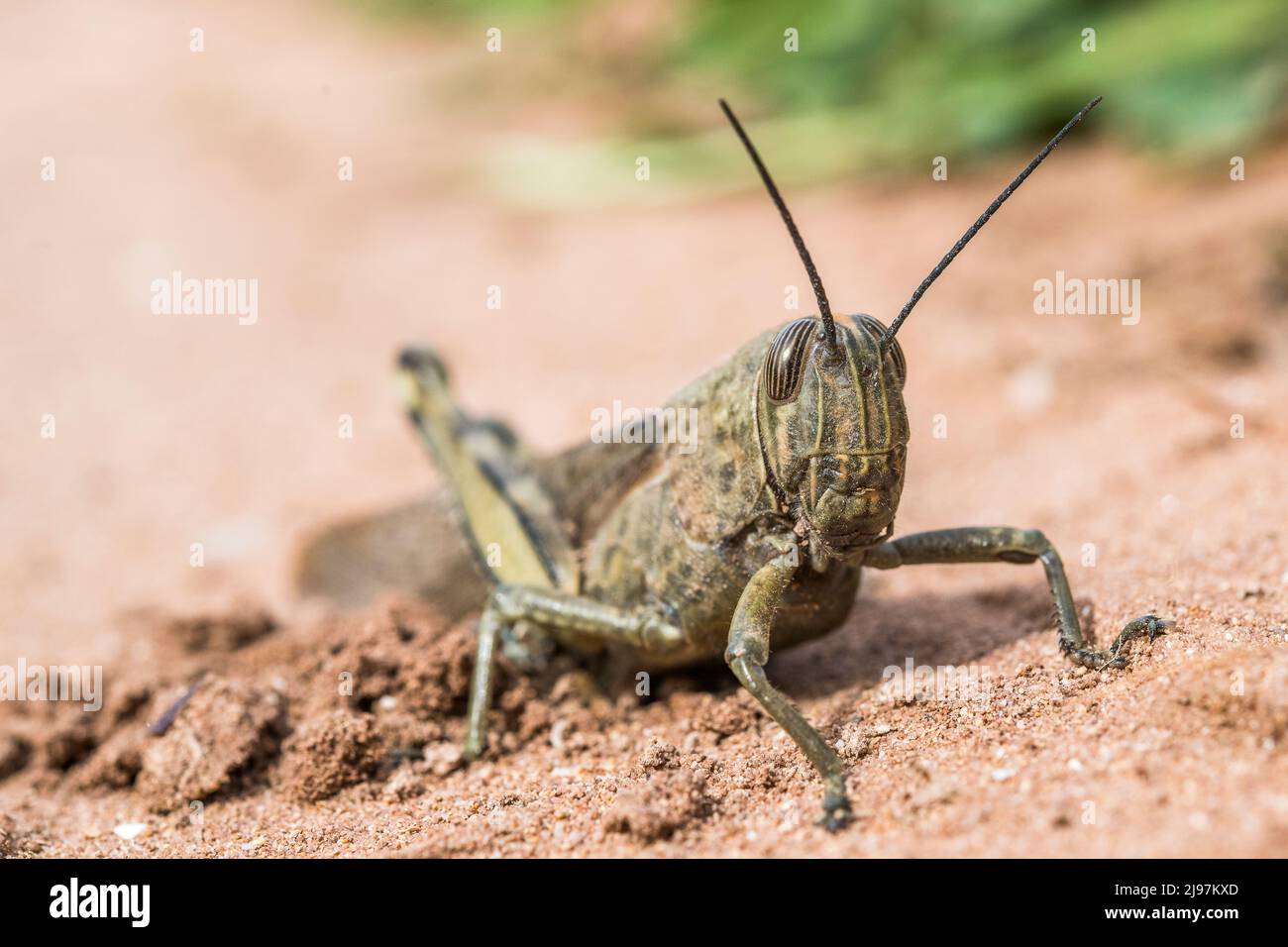 Anacridium aegyptium, the Egyptian grasshopper or Egyptian locust, is a species of insect belonging to the subfamily Cyrtacanthacridinae, female. Stock Photo