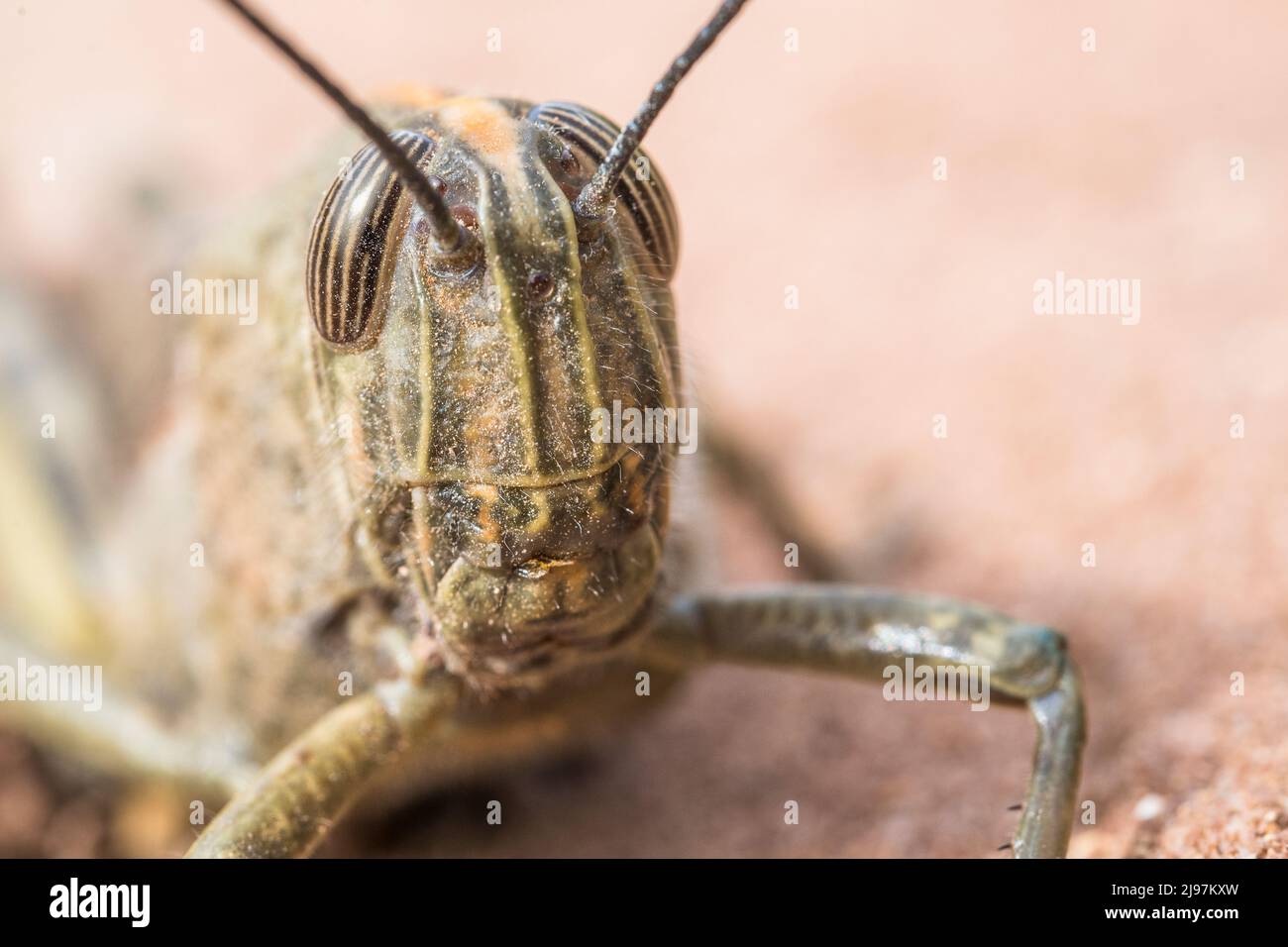 Anacridium aegyptium, the Egyptian grasshopper or Egyptian locust, is a species of insect belonging to the subfamily Cyrtacanthacridinae, female. Stock Photo