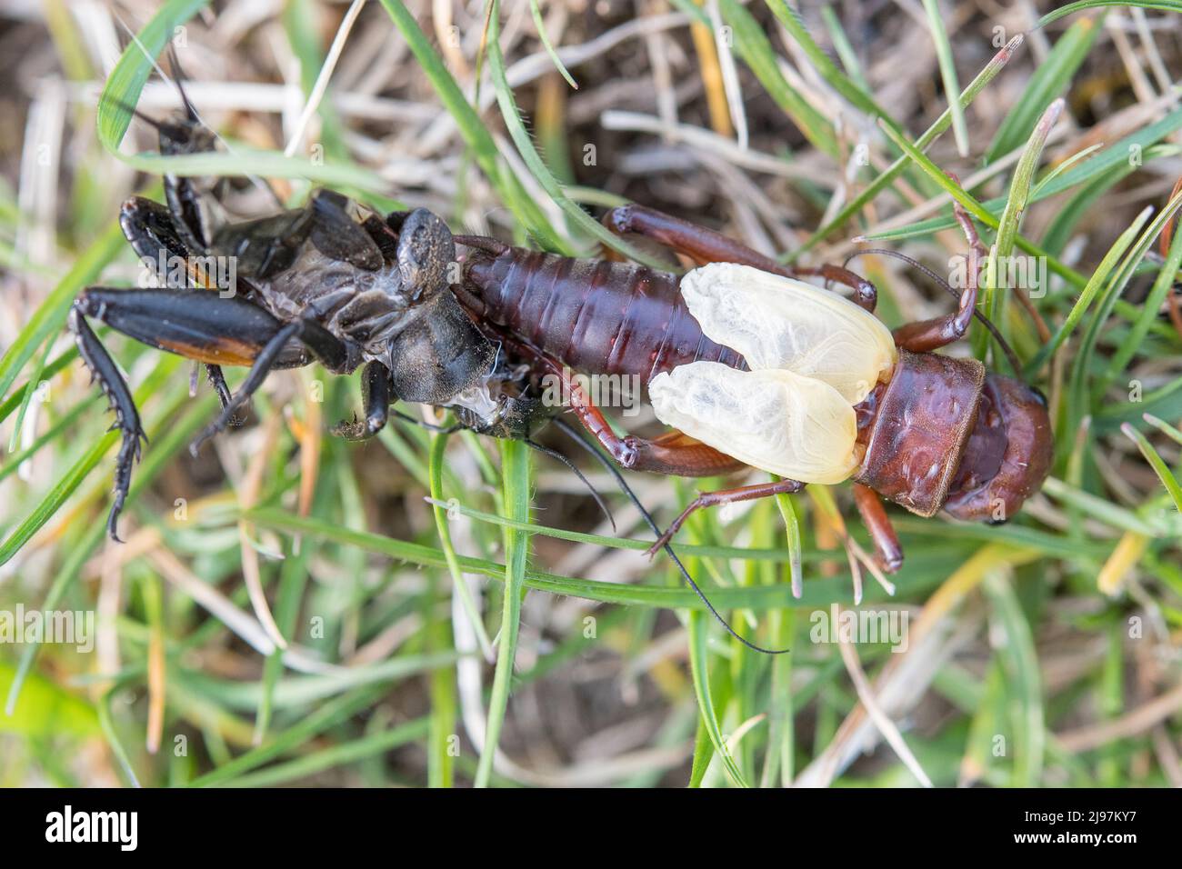 Gryllus campestris, the European field cricket or simply the field