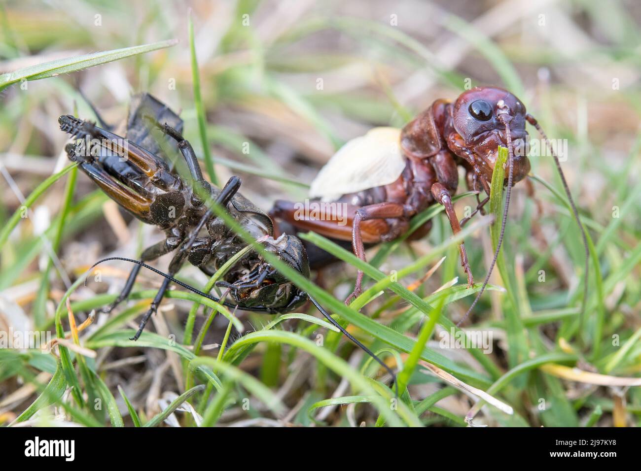 Gryllus campestris, the European field cricket or simply the field