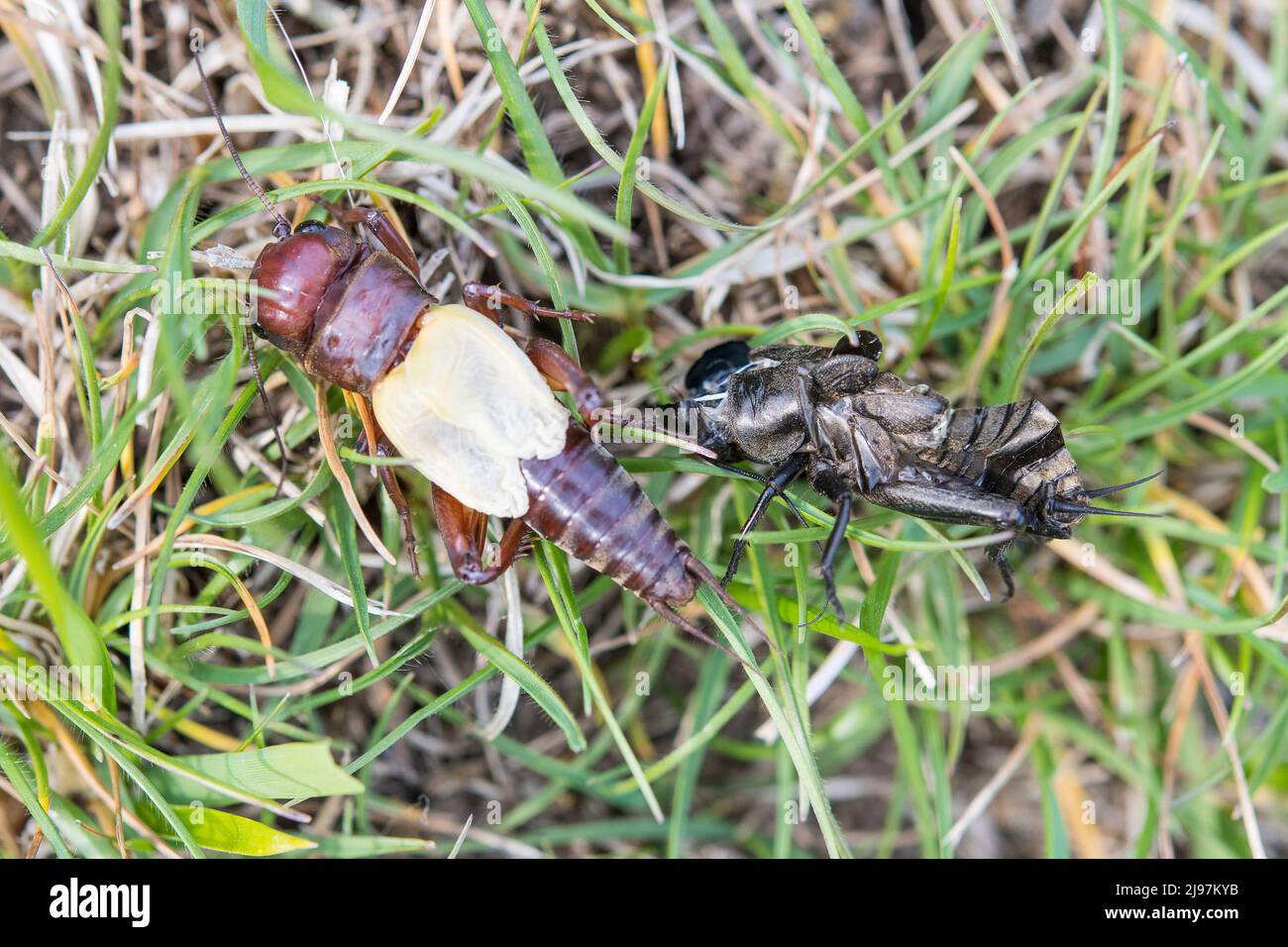 Gryllus campestris, the European field cricket or simply the field