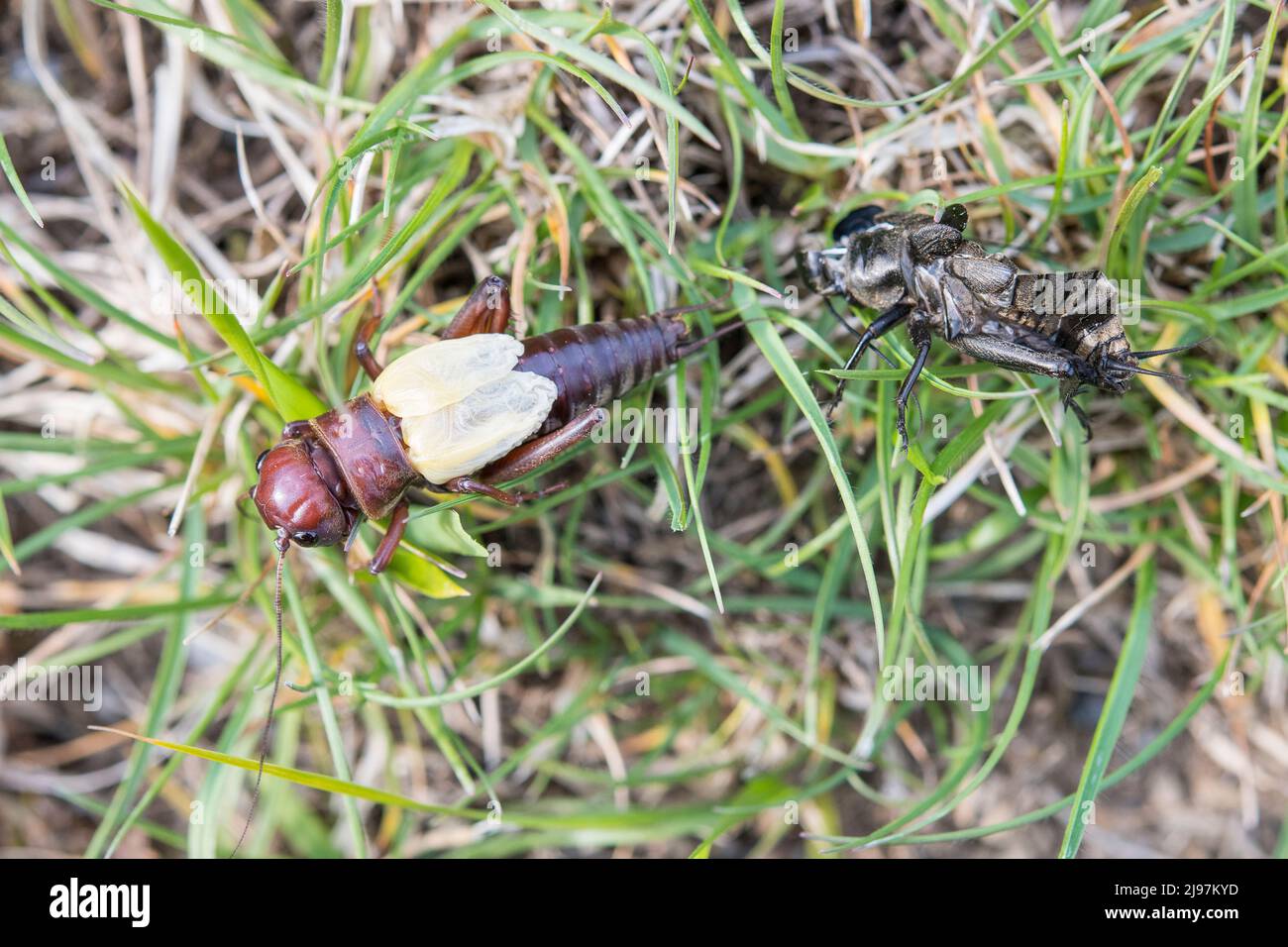 Gryllus campestris, the European field cricket or simply the field