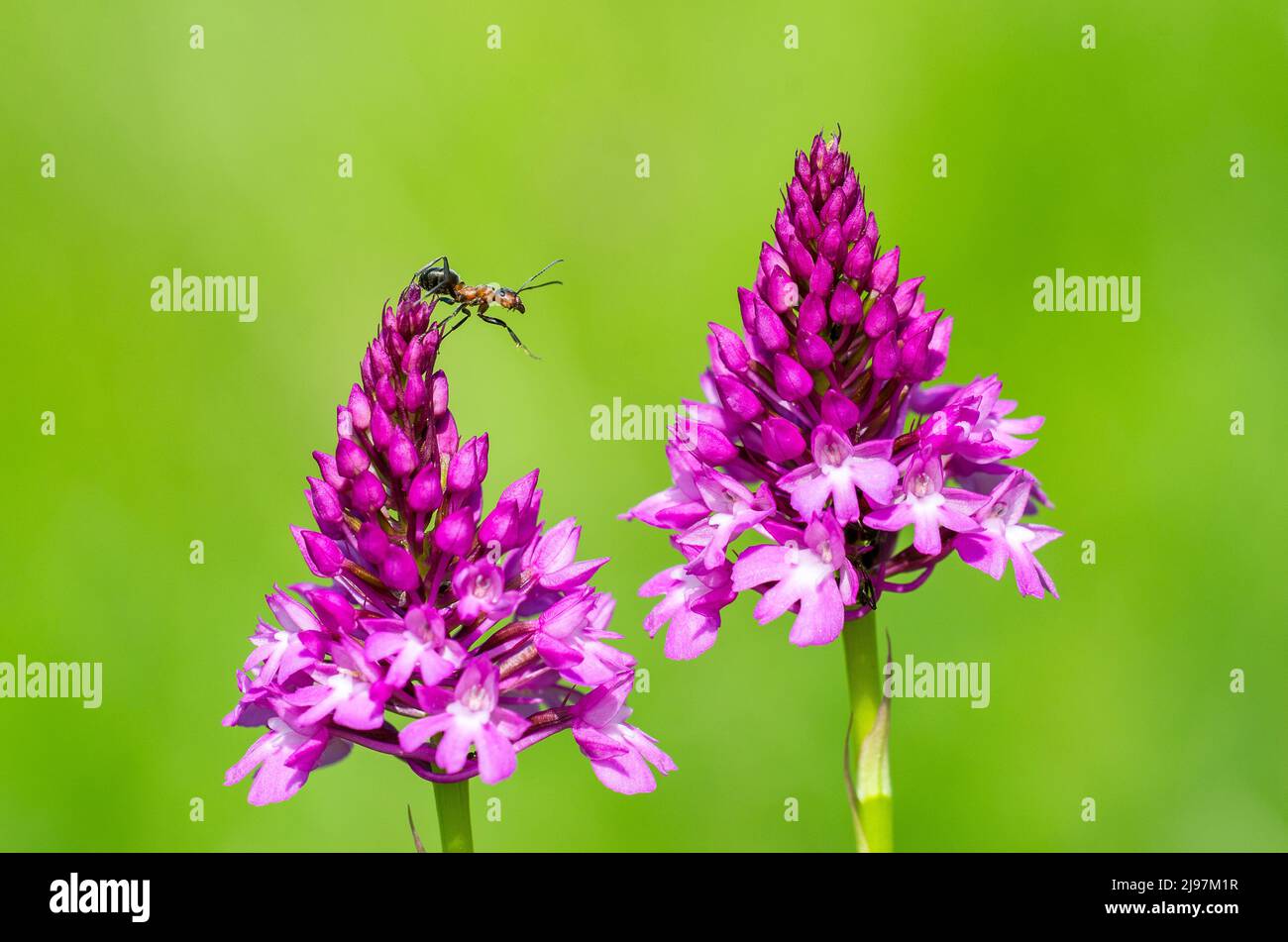 Pyramidal orchid (Anacamptis pyramidalis) and ant. Stock Photo