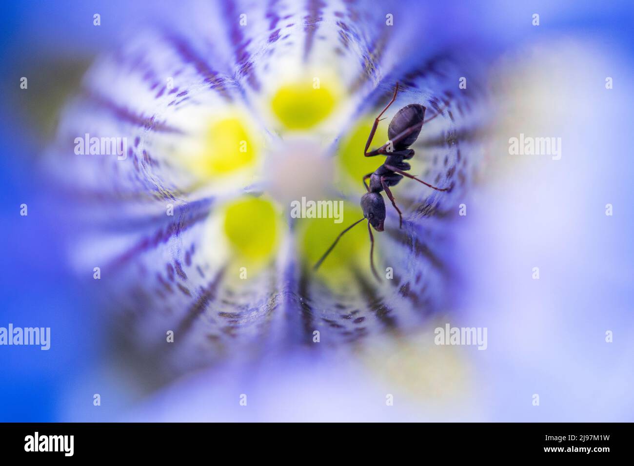 Gentiana acaulis, the stemless gentian, or trumpet gentian and ant. Stock Photo