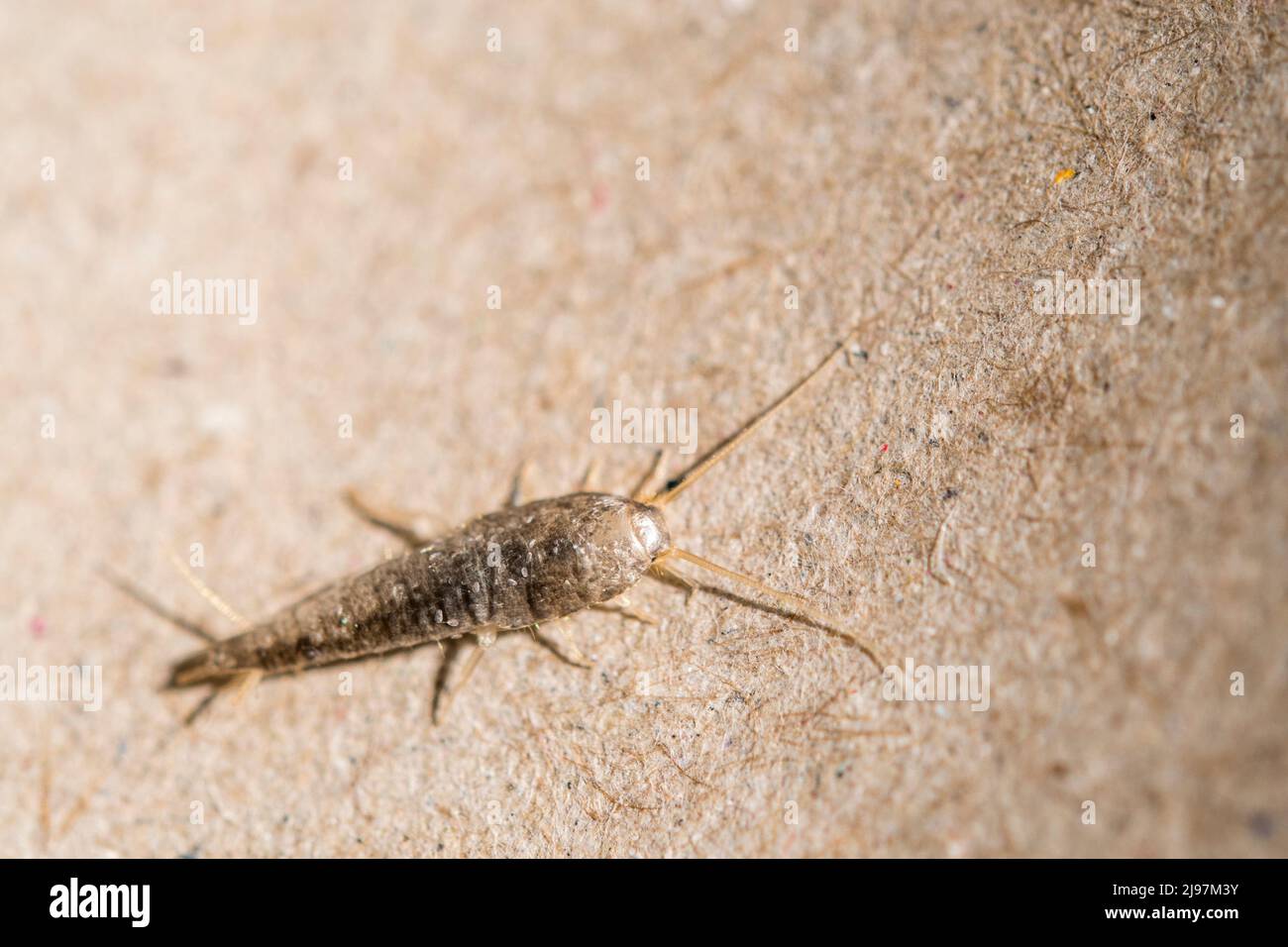 silverfish (Lepisma saccharinum) is a species of small, primitive, wingless insect in the order Zygentoma (formerly Thysanura). Stock Photo