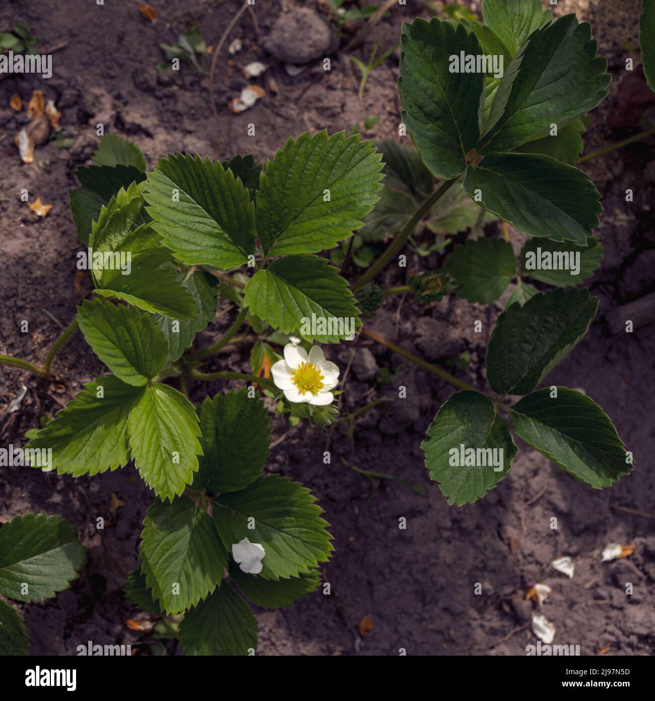 Blooming green strawberry bush on a garden bed Stock Photo Alamy