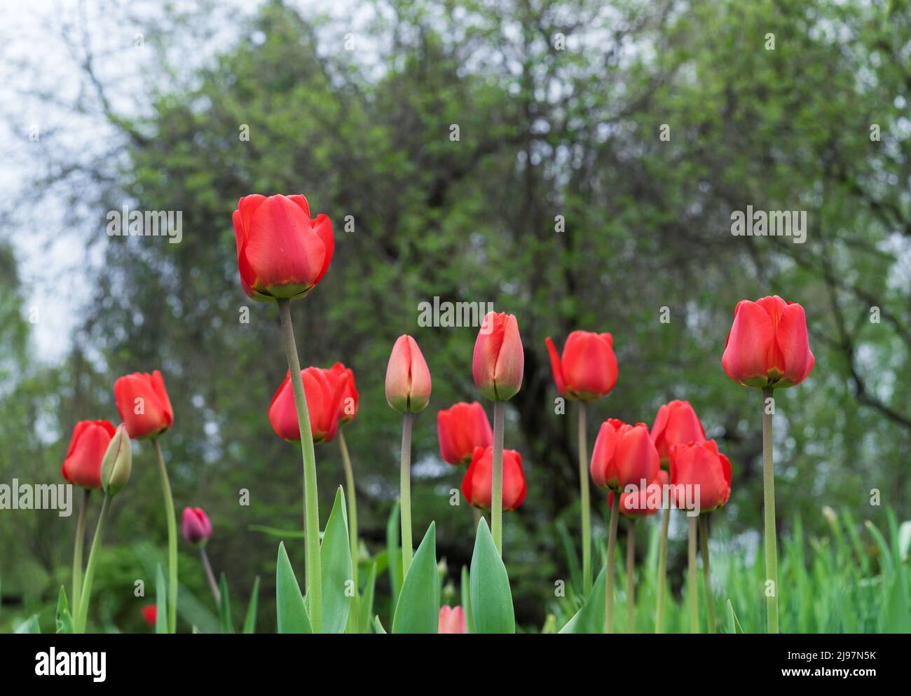 Red tulips on the background of trees with green foliage. Blooming tulips. First spring flowers. Stock Photo