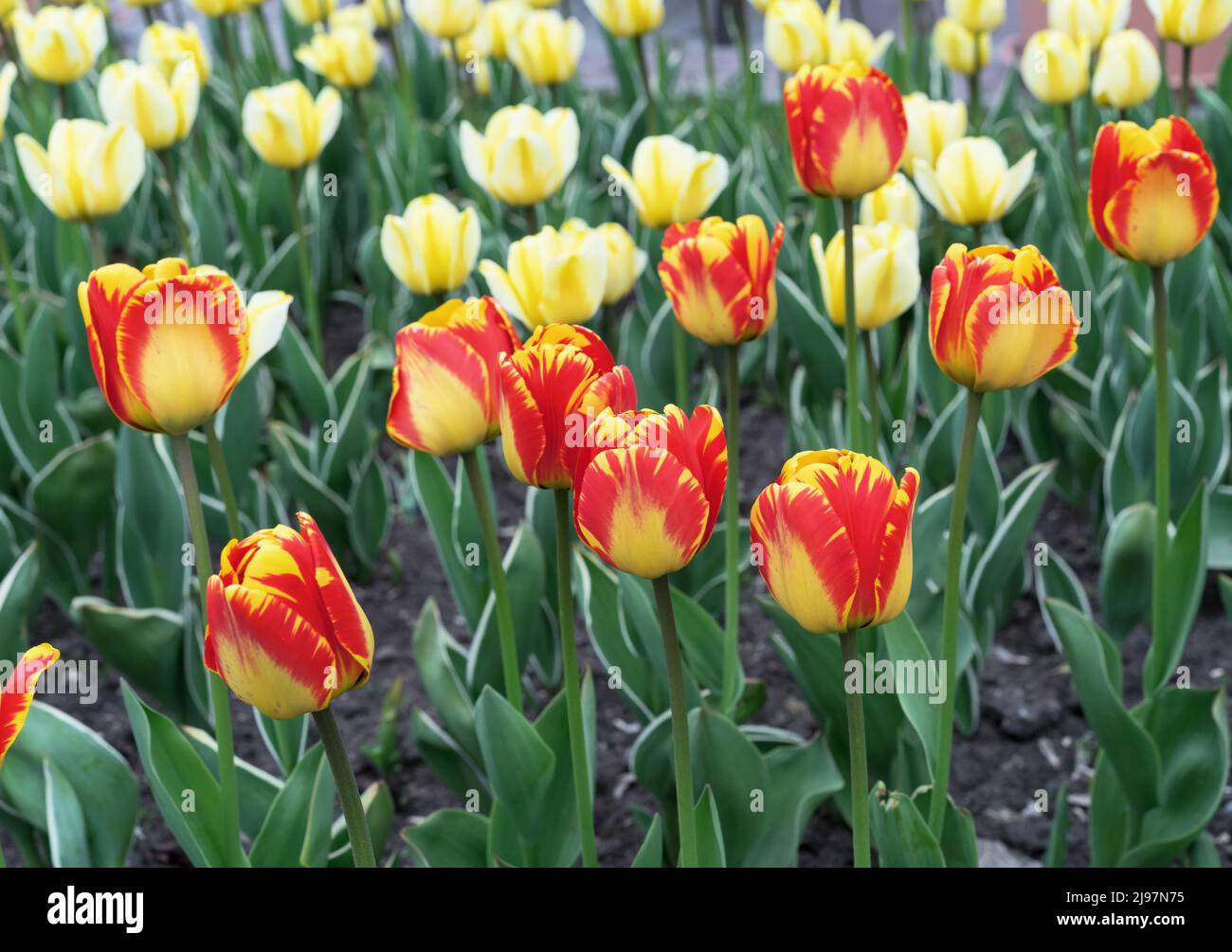 Yellow-red tulips bloom in the spring garden. Blooming tulips. First spring flowers. Stock Photo