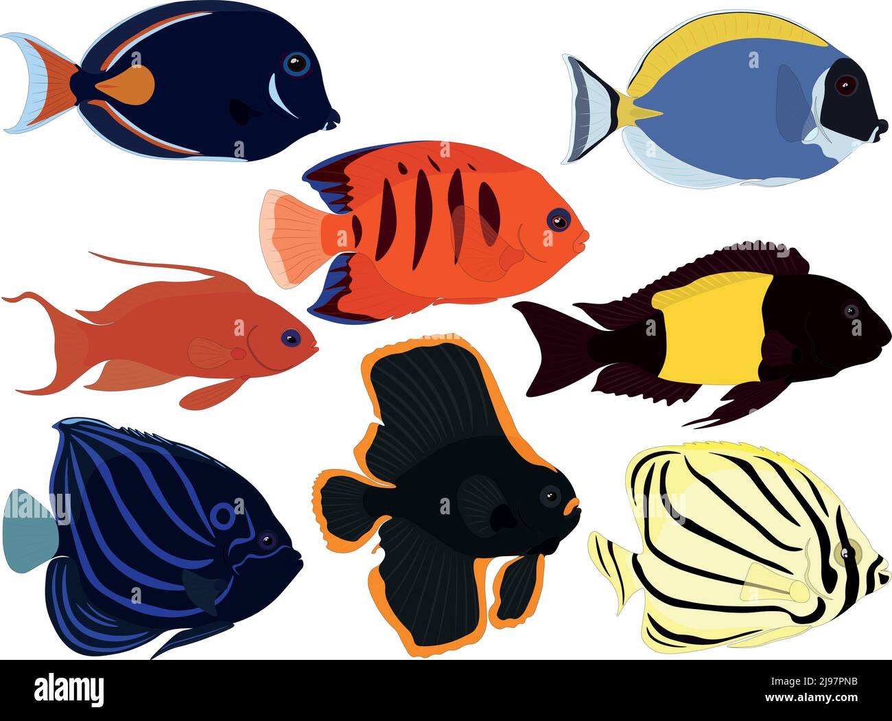 Exotic tropical aquarium fish collection vector illustration Stock Vector