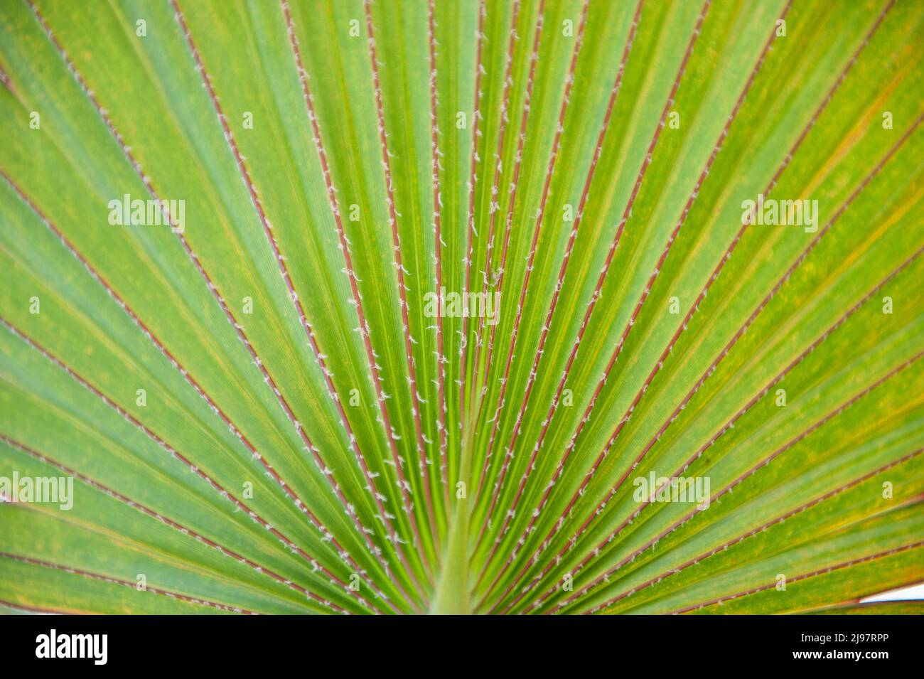 palm-leaves-closeup-stock-photo-alamy