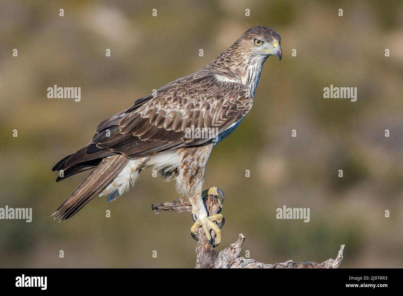 Bonelli's eagle, Aquila fasciata, perched on a branch, Comunidad valenciana, Spain Stock Photo