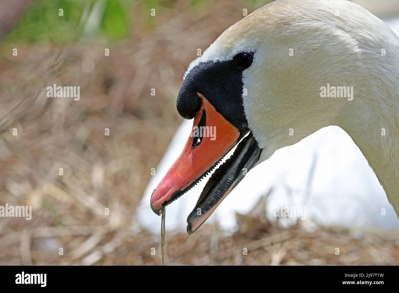 White waterbirds waterfowl basal knob open mouth portrait hires stock