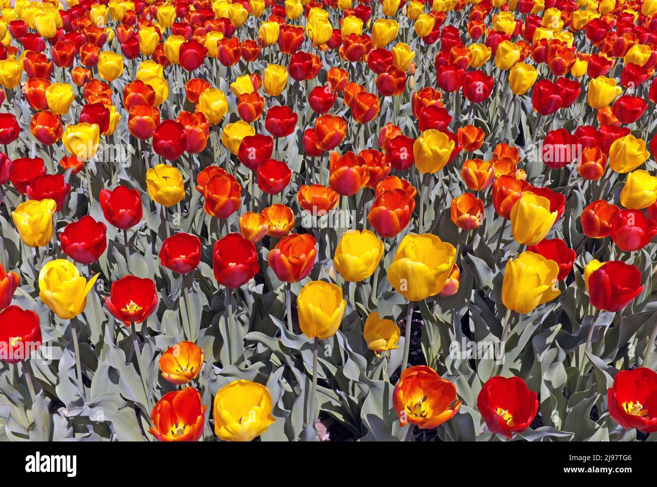 A field of yellow and red flowering tulips. Stock Photo