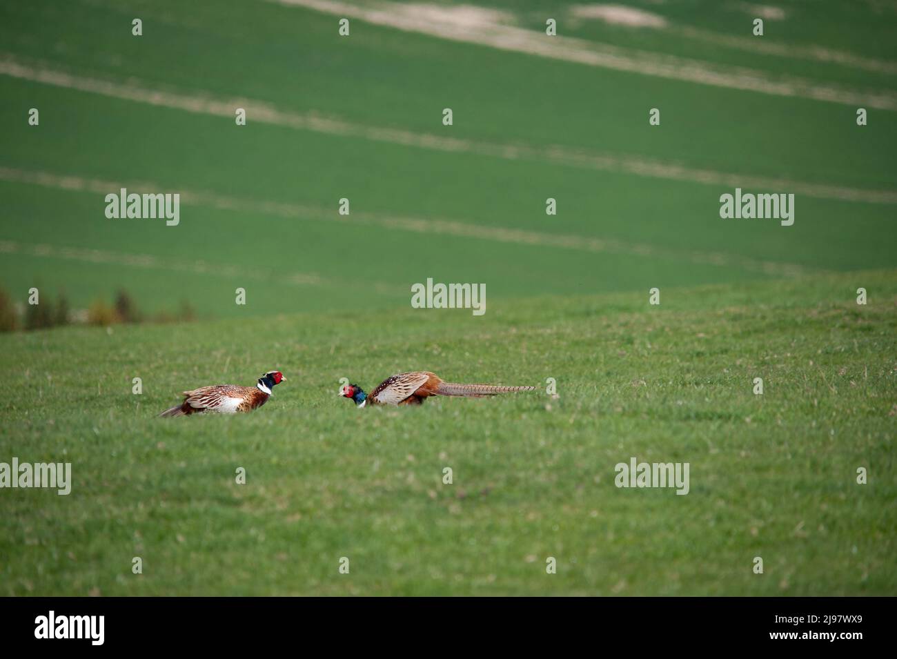 Two male pheasants fighting Stock Photo