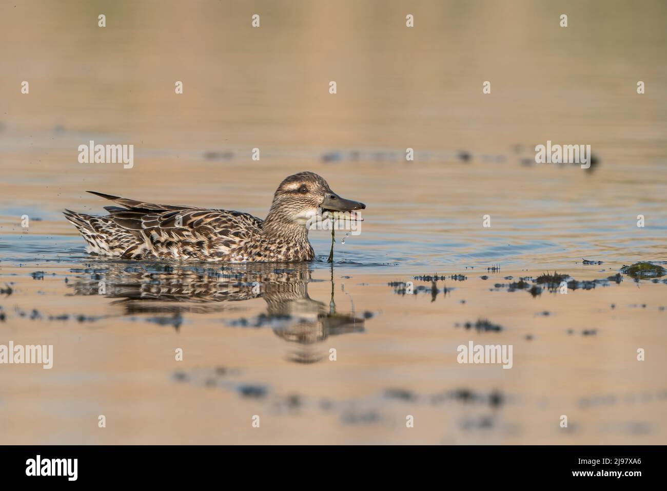 Garganey, Spatula querquedula, single adult duck female feeding while