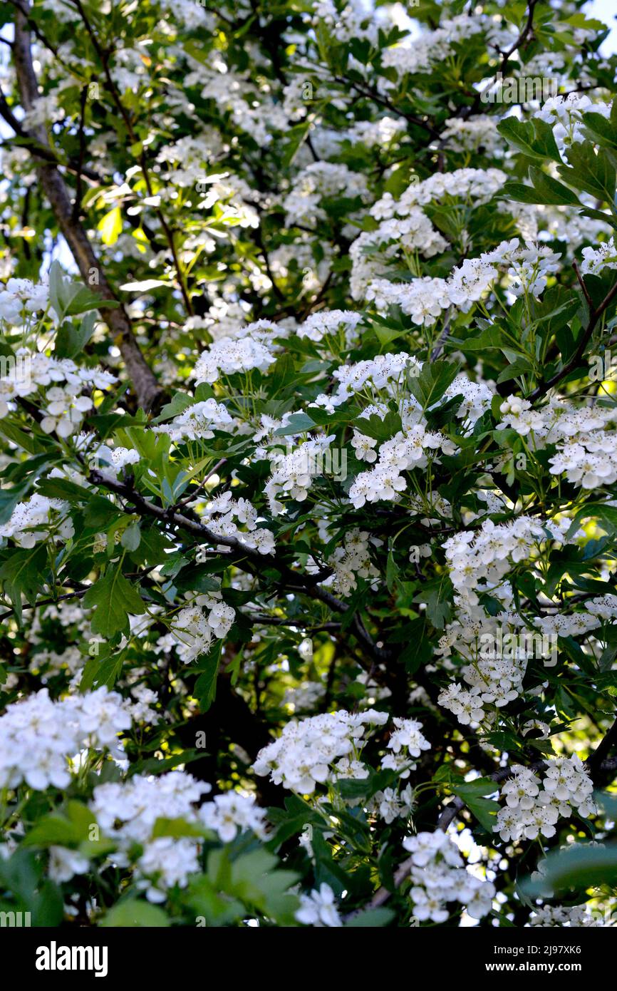 White hawthorn flowers in spring garden,Crataegus monogyna blossoms