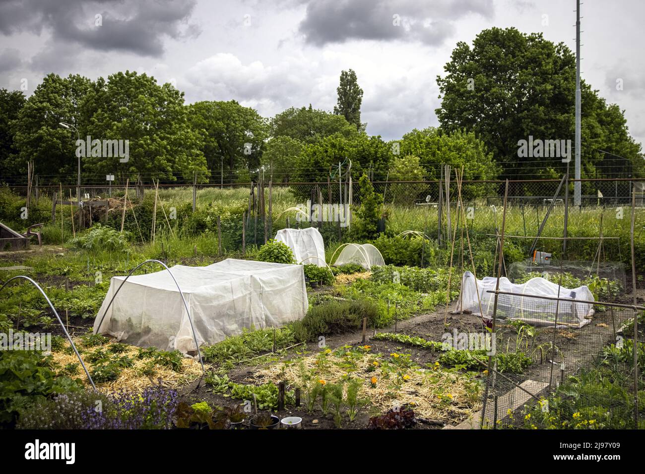 2022-05-21 12:25:17 UTRECHT - People grow their own vegetables in their vegetable garden on a plot of land at the Koningshof urban agriculture initiative. ANP RAMON VAN FLYMEN netherlands out - belgium out Stock Photo