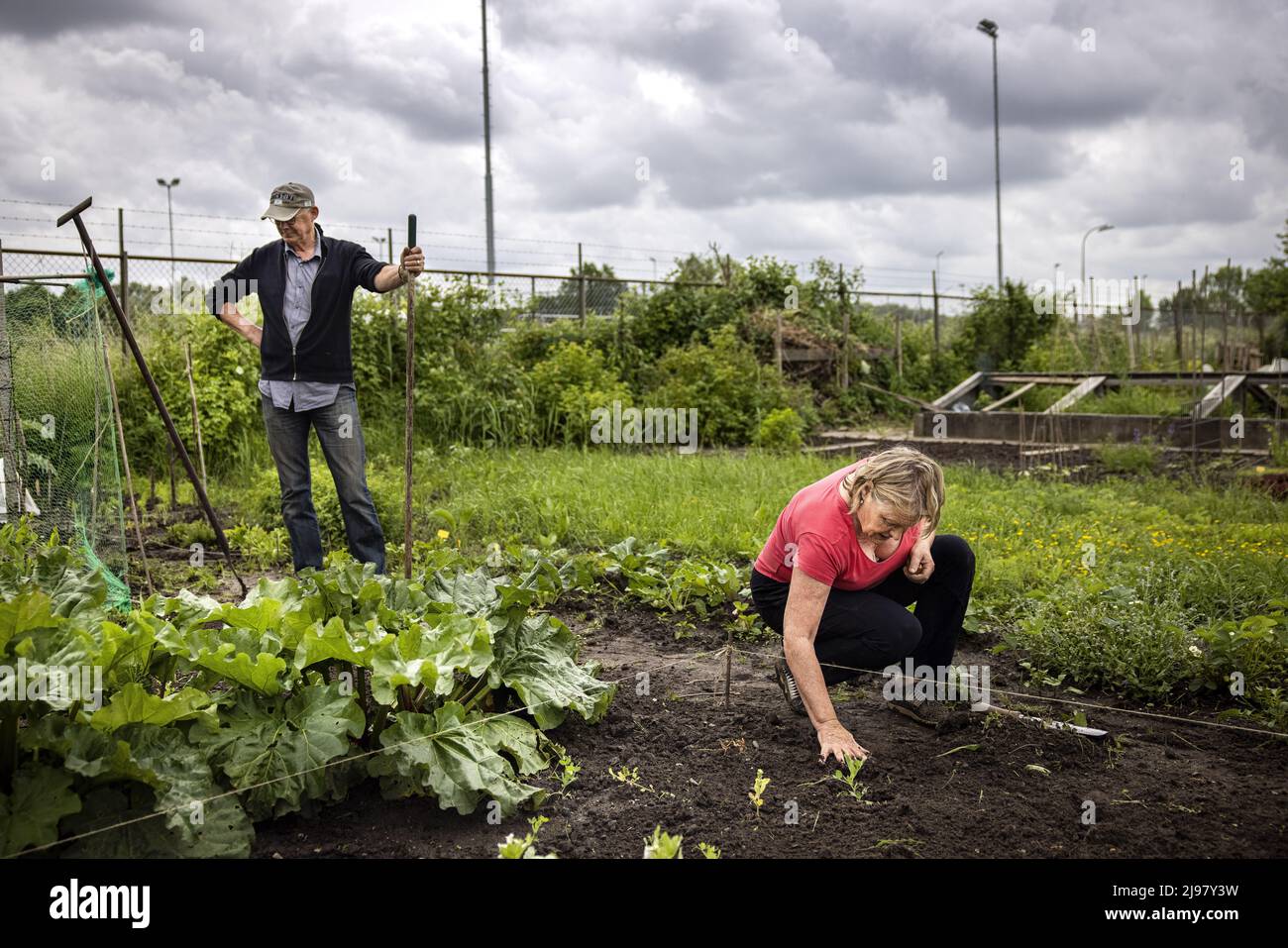 2022-05-21 12:32:28 UTRECHT - People grow their own vegetables in their vegetable garden on a plot of land at the Koningshof urban agriculture initiative. ANP RAMON VAN FLYMEN netherlands out - belgium out Stock Photo