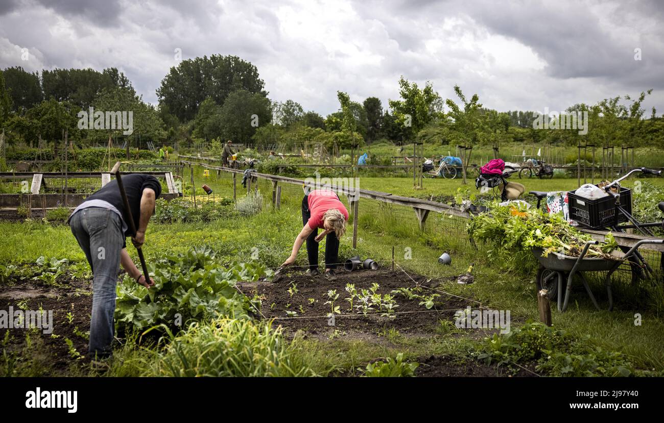2022-05-21 12:34:07 UTRECHT - People grow their own vegetables in their vegetable garden on a plot of land at the Koningshof urban agriculture initiative. ANP RAMON VAN FLYMEN netherlands out - belgium out Stock Photo