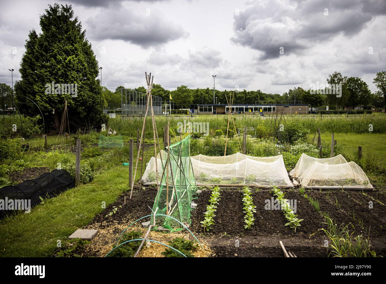 2022-05-21 12:45:37 UTRECHT - People grow their own vegetables in their vegetable garden on a plot of land at the Koningshof urban agriculture initiative. ANP RAMON VAN FLYMEN netherlands out - belgium out Stock Photo