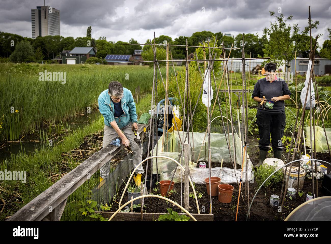 2022-05-21 12:54:18 UTRECHT - People grow their own vegetables in their vegetable garden on a plot of land at the Koningshof urban agriculture initiative. ANP RAMON VAN FLYMEN netherlands out - belgium out Stock Photo