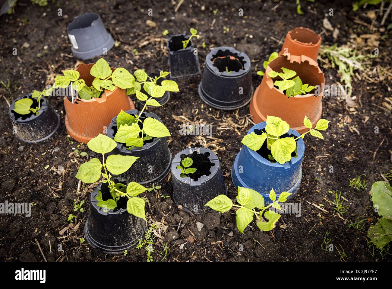 2022-05-21 12:56:04 UTRECHT - People grow their own vegetables in their vegetable garden on a plot of land at the Koningshof urban agriculture initiative. ANP RAMON VAN FLYMEN netherlands out - belgium out Stock Photo