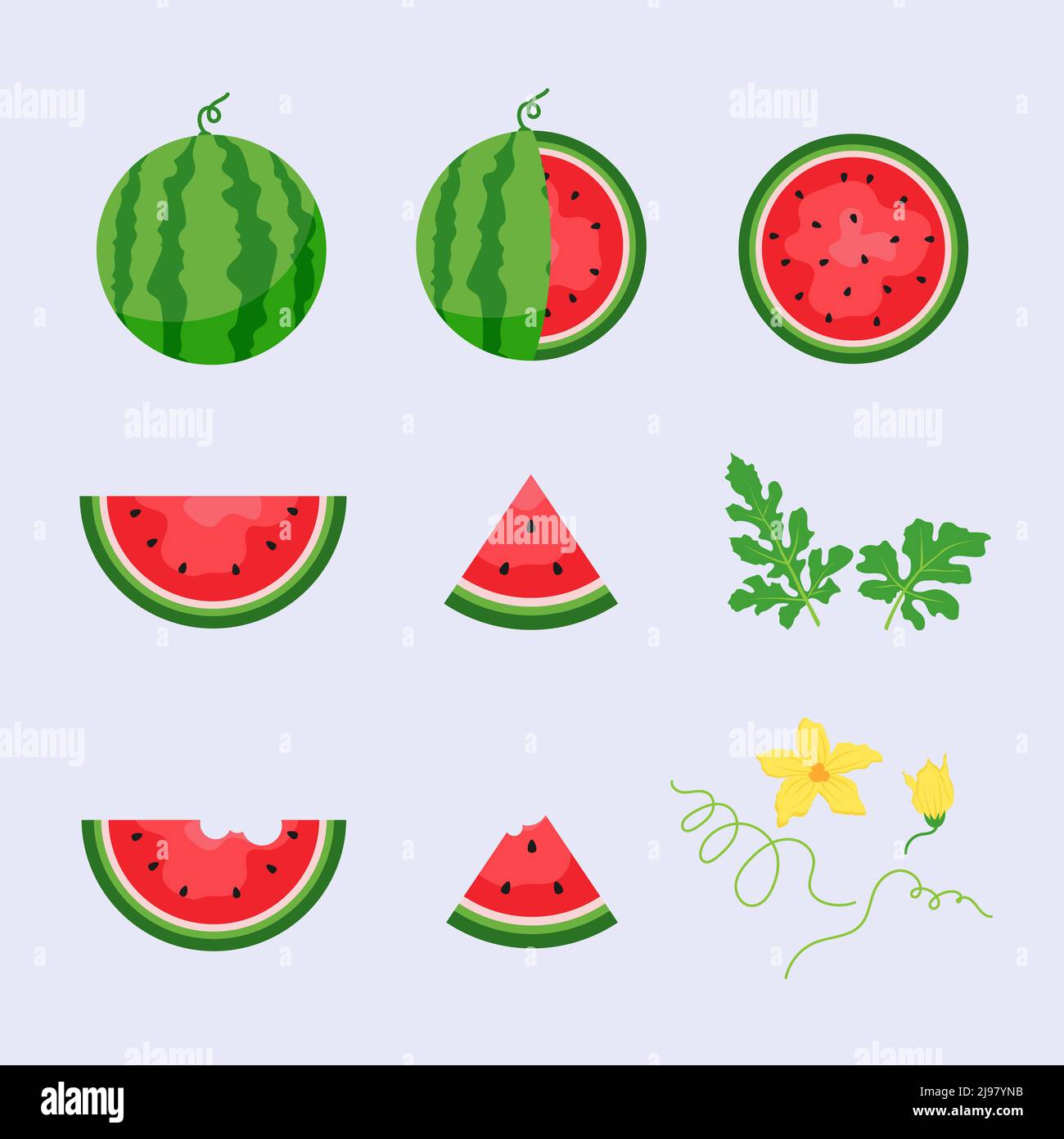 Watermelon and juicy slices vector set, flat design of green leaves and ...
