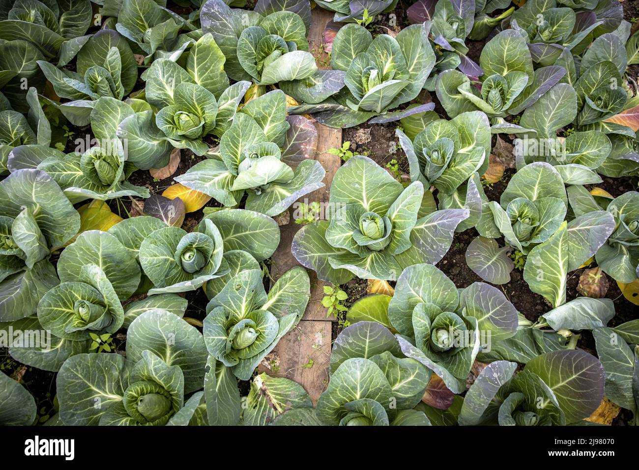 2022-05-21 12:10:37 UTRECHT - Cabbage in urban agriculture initiative Koningshof. There is a growing movement against the current food industry with more and more local products appearing in restaurants and shops. ANP RAMON VAN FLYMEN netherlands out - belgium out Stock Photo