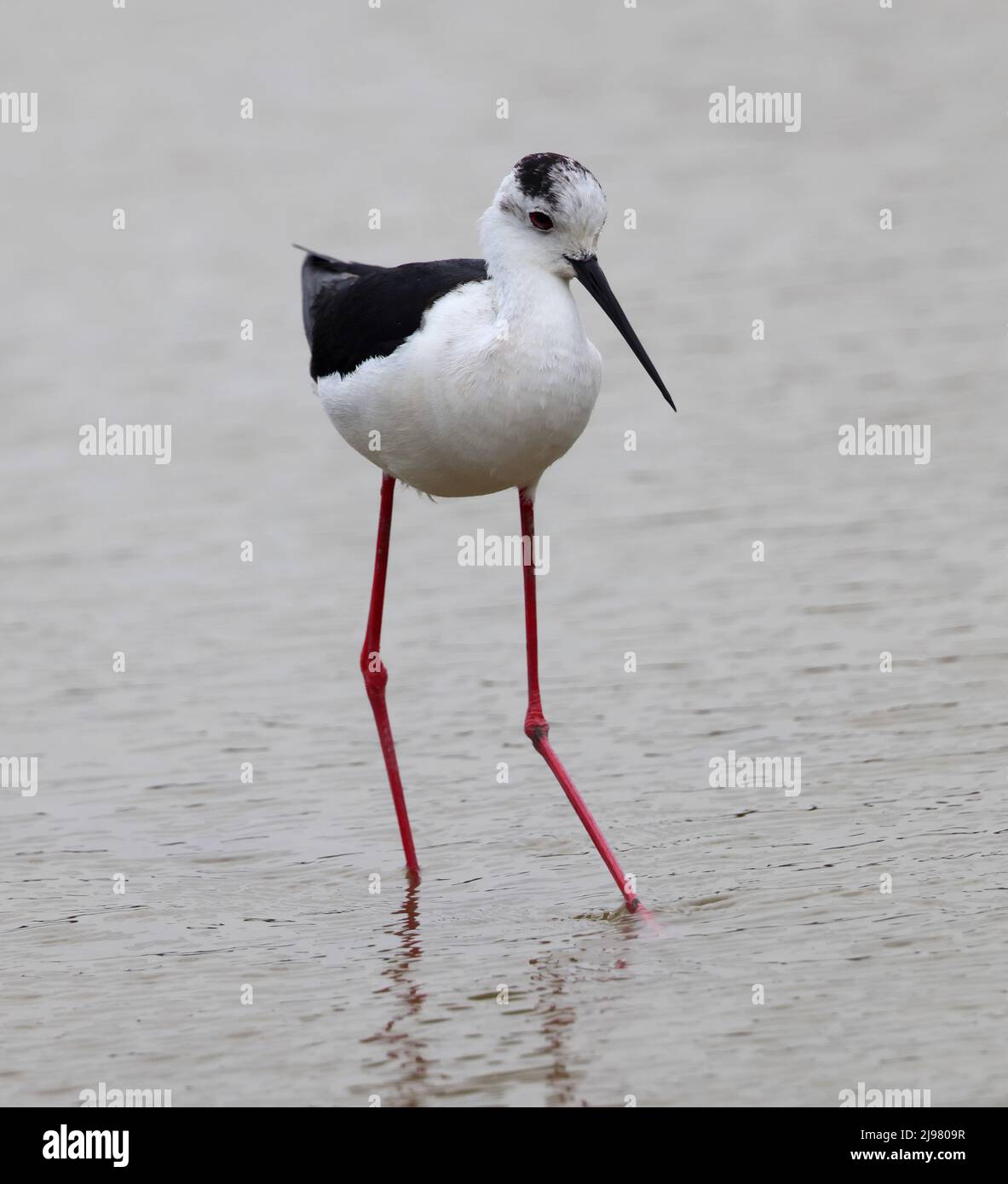 Black Winged Stilt In S'albufera Majorca Stock Photo Alamy