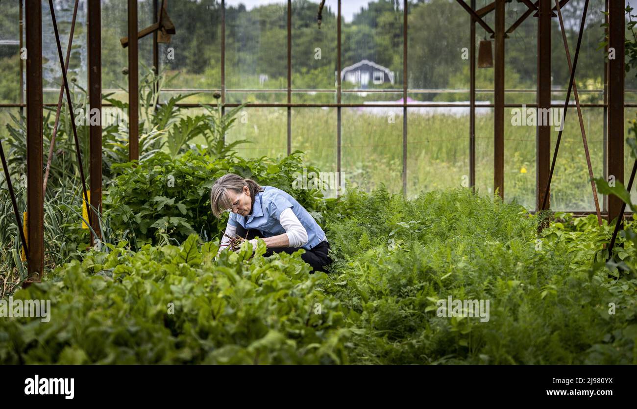 2022-05-21 12:06:28 UTRECHT - A volunteer grows food in a sustainable way at the Koningshof urban agriculture initiative. There is a growing movement against the current food industry with more and more local products appearing in restaurants and shops. ANP RAMON VAN FLYMEN netherlands out - belgium out Stock Photo