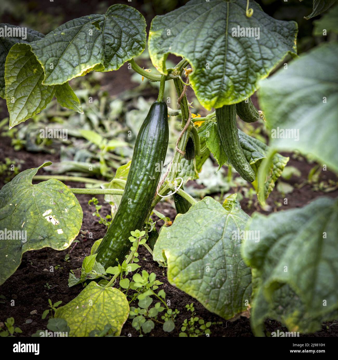 2022-05-21 12:09:56 UTRECHT - A cucumber in urban agriculture initiative Koningshof. There is a growing movement against the current food industry with more and more local products appearing in restaurants and shops. ANP RAMON VAN FLYMEN netherlands out - belgium out Stock Photo