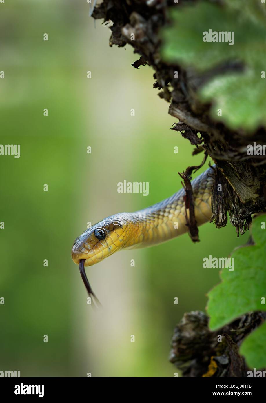 Aesculapian Snake - Zamenis longissimus, Elaphe longissima, nonvenomous olive green and yellow snake native to Europe, Colubrinae subfamily of Colubri Stock Photo
