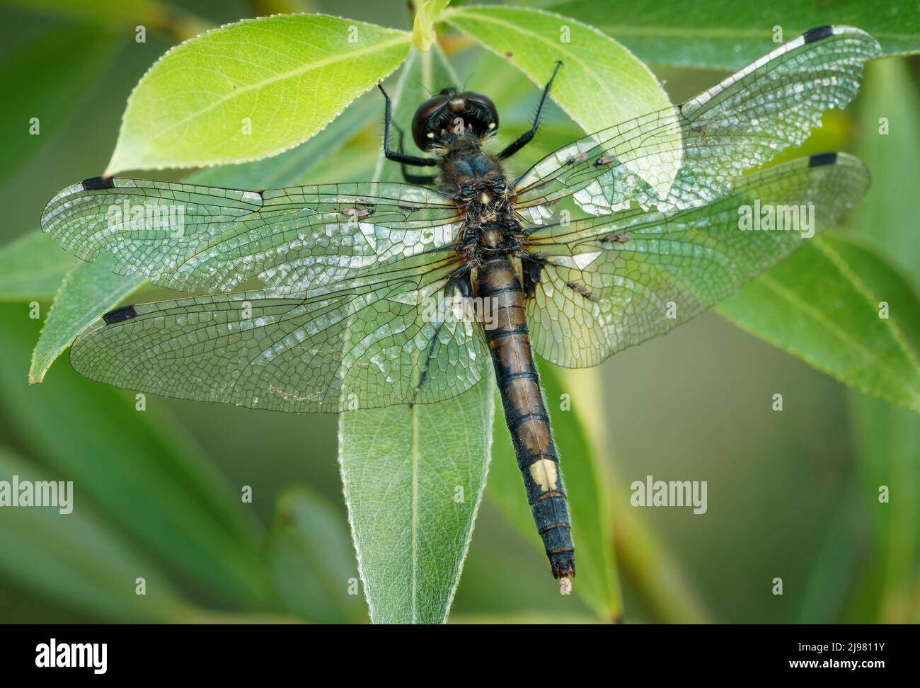 Large White-faced Darter - Leucorrhinia pectoralis or yellow-spotted whiteface small dragonfly genus Leucorrhinia in the family Libellulidae,  large y Stock Photo