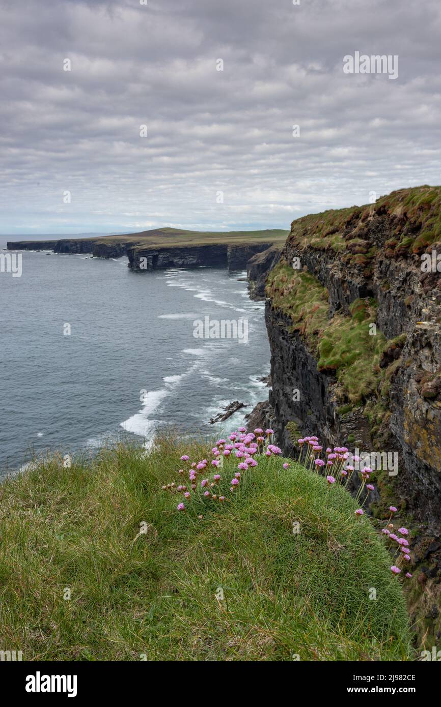 Rugged coast on the Wild Atlantic Way at Loop Head, County Clare, Ireland Stock Photo