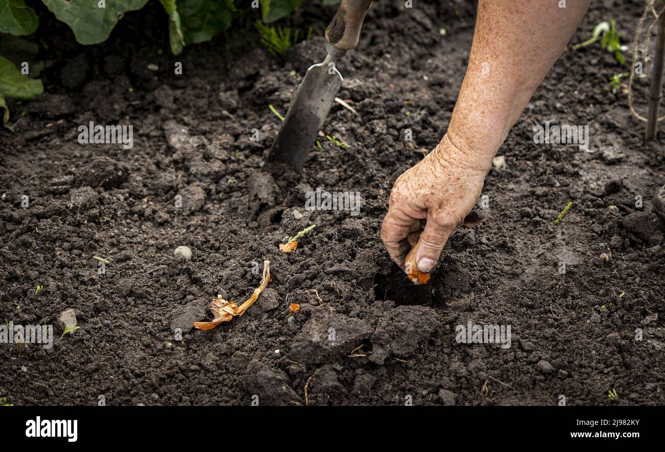 2022-05-21 12:36:23 UTRECHT - People grow their own vegetables in their vegetable garden on a plot of land at the Koningshof urban agriculture initiative. ANP RAMON VAN FLYMEN netherlands out - belgium out Stock Photo