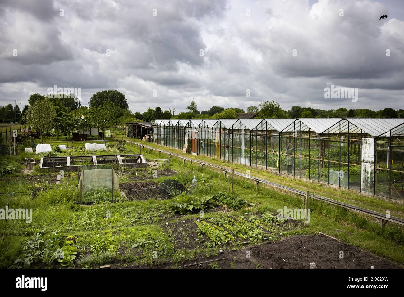 2022-05-21 11:14:11 UTRECHT - Koningshof urban agriculture initiative. There is a growing movement against the current food industry with more and more local products appearing in restaurants and shops. ANP RAMON VAN FLYMEN netherlands out - belgium out Stock Photo
