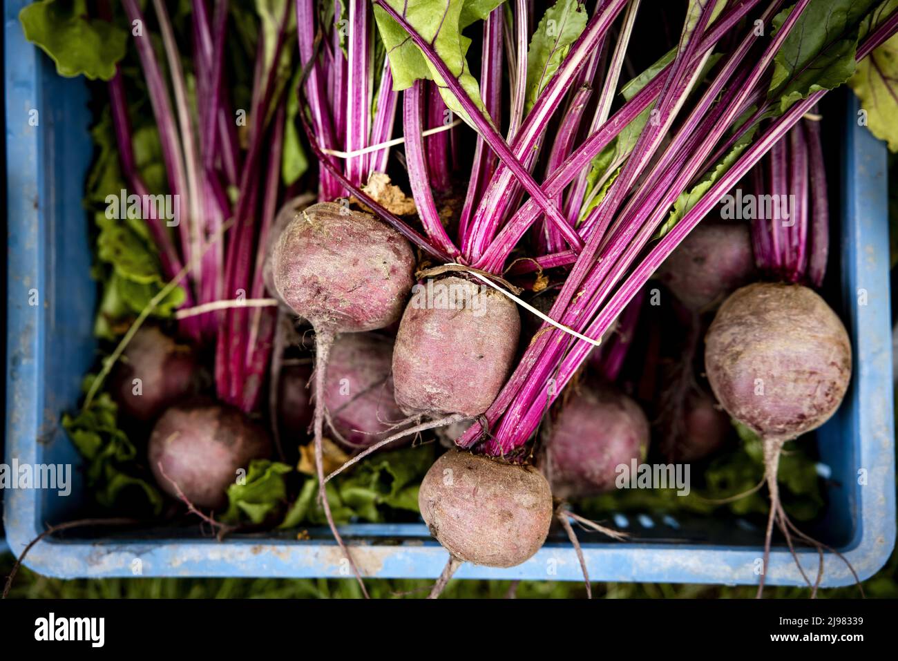 2022-05-21 10:46:06 UTRECHT - Red beets at a market stall on Koningshof where locally grown products are sold that have been grown in a sustainable way. ANP RAMON VAN FLYMEN netherlands out - belgium out Stock Photo