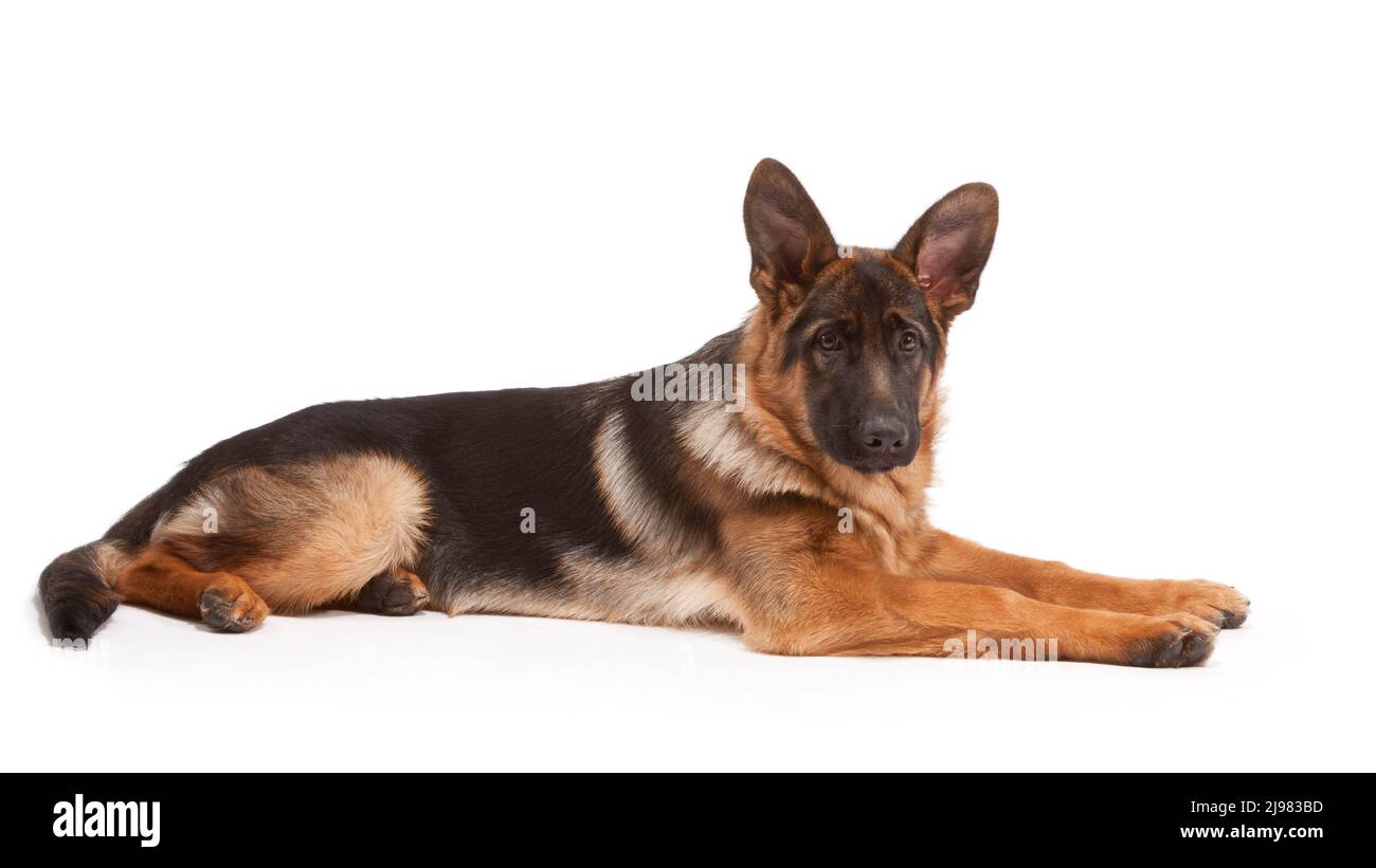German Shepherd Dog aged 21 weeks Stock Photo