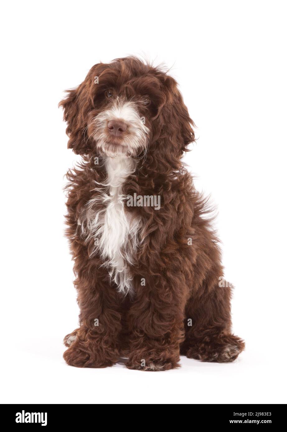 Labradoodle Dog aged 13 weeks Stock Photo