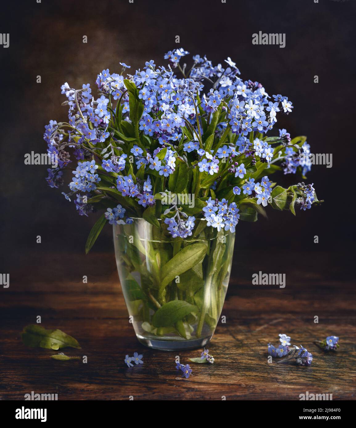 Still life with flowers on a table. Glass vase with forget-me-not ...