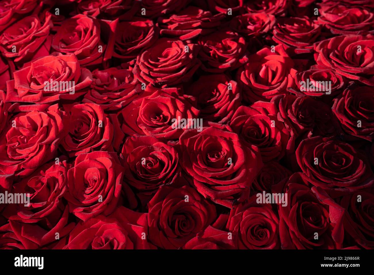 Many blooming red roses with romantic lighting Stock Photo - Alamy