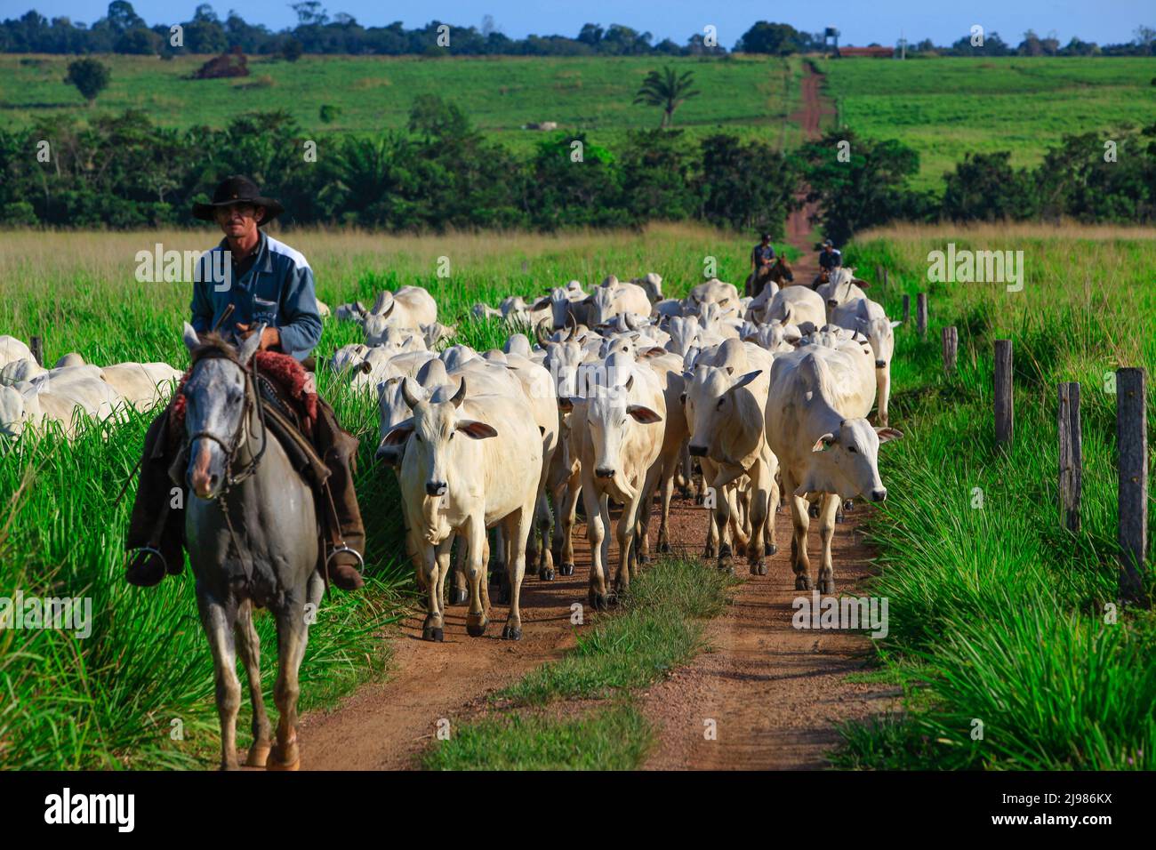 Herd of cattle being driven through dirt path by a horse-riding rancher wearing cowboy hat on a farm in Pará State, Amazon, Brazil. Stock Photo