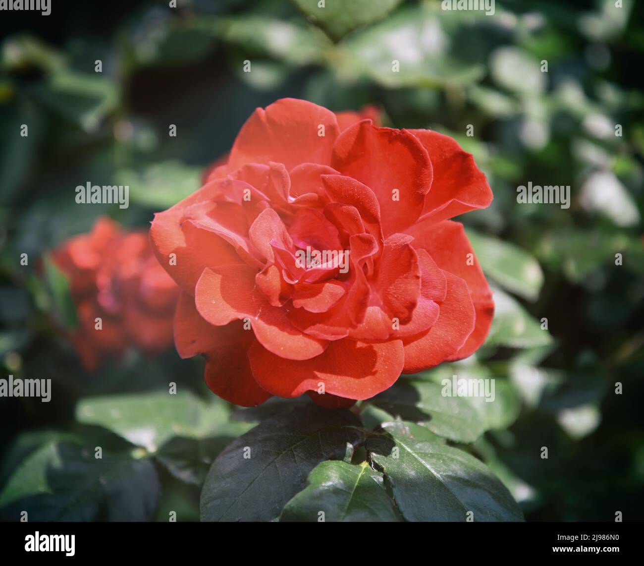 Garden roses are predominantly hybrid roses that are grown as