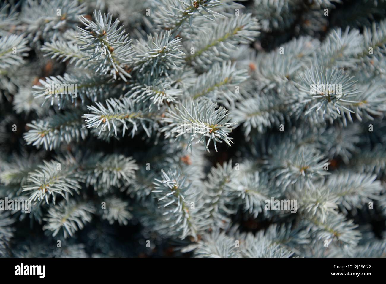 The blue spruce (Picea pungens), also commonly known as green spruce, white spruce. It is native to North America and is found naturally in Arizona, C Stock Photo