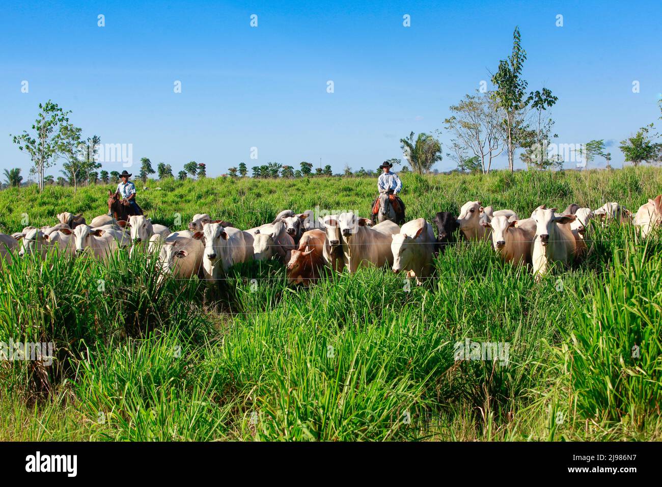 Herd of cattle on pasture, with farmers on the background riding horses on grassland, wearing cowboy hats. Brazil, Pará State, Amazon. Stock Photo